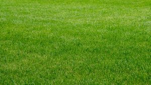 Incorporating Ecotherapy into Everyday Life: Simple Ways to Reconnect with Nature